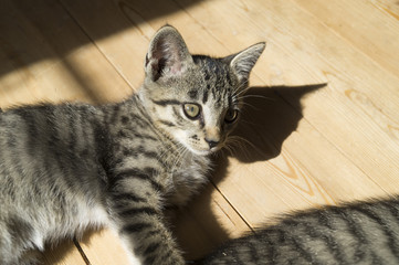 Naklejka premium small kittens play on the wooden floor. Sunlight.