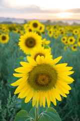 Yellow sunflower on a green background of foliage