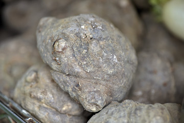 Potato konjac in street market shelf