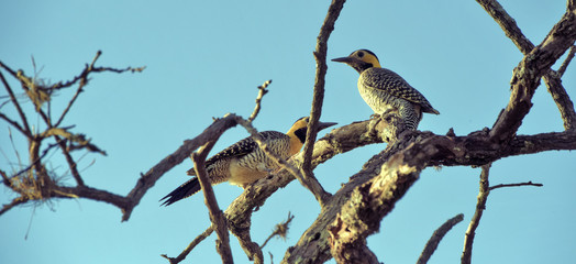 Couple of bird pica pau do campo