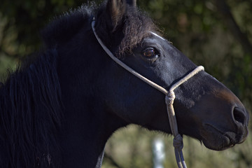 Black horse head with eye shine