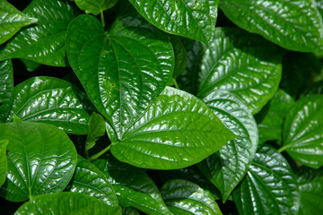 Wildbetal Leafbush.Herbal and medicine and also can cook for food