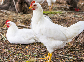 Chicken broilers. Poultry farm. White chicken walkinng in a farm garden.