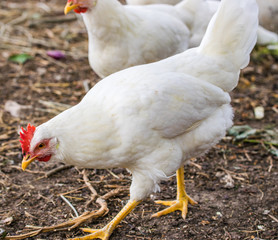 Chicken broilers. Poultry farm. White chicken walkinng in a farm garden.