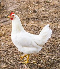 Chicken broilers. Poultry farm. White chicken walkinng in a farm garden.