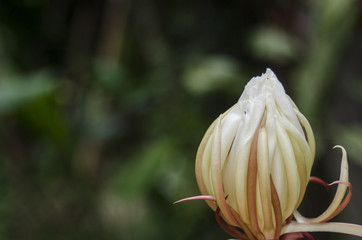 Thai peony flower in green garden 