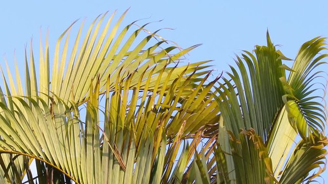Folhas de palmeira ao vento