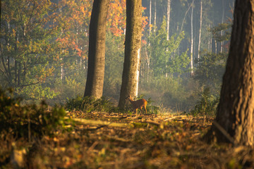Obraz premium Deer in a forest during sunrise