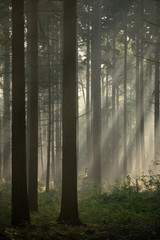 Light rays in forest during sunrise
