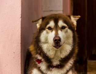 A typical view in Varadero in Cuba