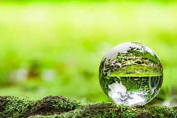 コケとガラスの地球儀