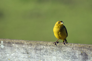 Saffron Yellow Finch on farm fence