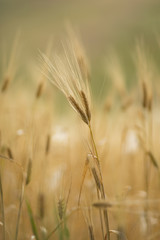 Close Up wheat shot blurry background.