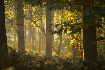 Sunrise with light rays in a forest