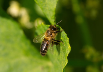 Bee on a green leaf