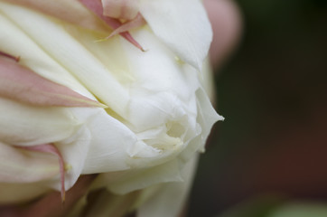 Thai peony flower in green garden 