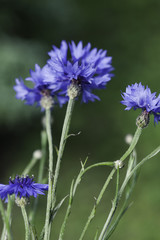 Abstract Flower Closeup