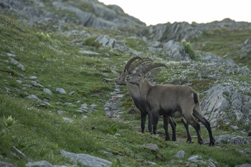 Obraz premium Steinböcke - Capra ibex, Junggesellen-Verband