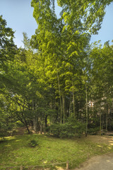 Fototapeta premium Bamboo forest under the blue sky letting the rays of the sun pass through its foliage in the garden of Rikugien in Tokyo in Japan.