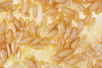 Wet sweet pulp and seeds inside a ripe melon