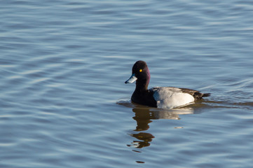 Swimming Lesser Scaup