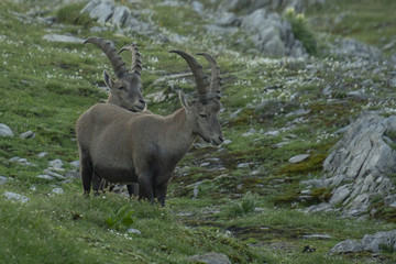Steinböcke - Capra ibex, Junggesellen-Verband
