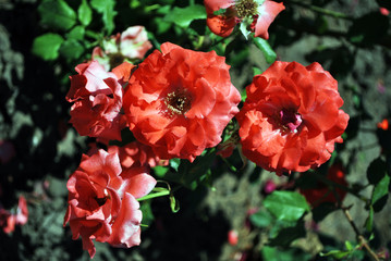 Roses bush blooming, red coral bright flowers close up detail, soft blurry background