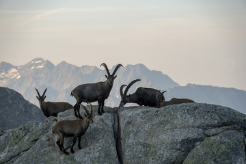 Steinbock-Kolonie, Alpensteinbock - Capra ibex