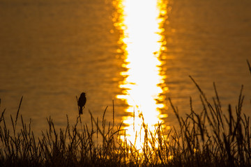 Relaxing of a bird at sunset