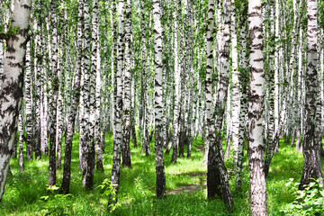 Fototapeta premium letni krajobraz z brzozami w lesie