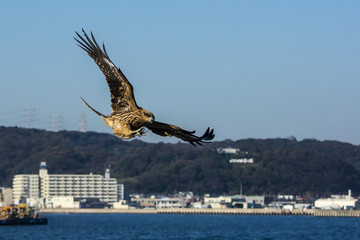 鳶の補食