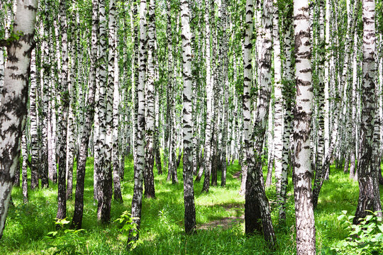 summer landscape with birches in forest