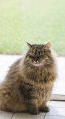 Naklejka na ściany i meble Cute pet of siberian cat in livestock. Long haired kitten outdoor, hypoallergenic domestic animal