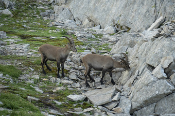 Halbwüchsige Steinböcke - Capra ibex