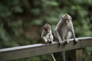 Monkey forest monkeys, Ubud Bali Indonesia