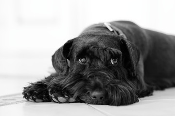 Closeup portrait of black dog breed Zwergschnauzer lying on the floor against light background. Black and white. Shallow focus.