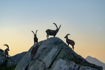 Steinbock-Kolonie, Alpensteinbock - Capra ibex - obrazy, fototapety, plakaty