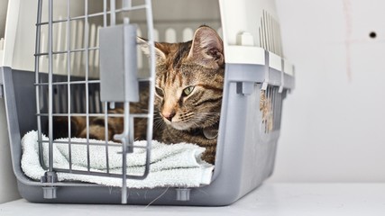 Young cat in the cage