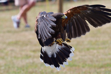 Harris's hawk (parabuteo unicinctus) in flight
