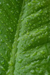 The leaves are wet the rain is green