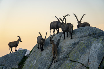 Alpensteinböcke - Capra ibex