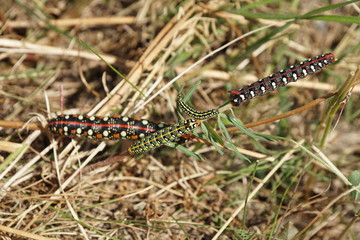Wolfsmilchschwärmer - Hyles euphorbiae - Spurge Hawk-moth