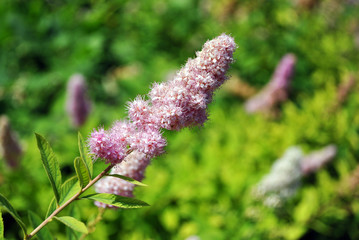Buddleja davidii (summer lilac, butterfly-bush,  orange eye) bush with pink flowers brunch, close up detail, soft green bokeh background