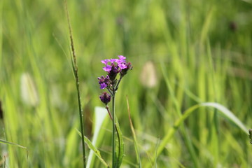 Purple Wild Flower