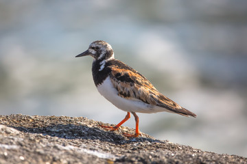 bécasseau sanderling