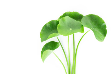 Closeup leaf of Gotu kola, Asiatic pennywort, Indian pennywort on white background, herb and...