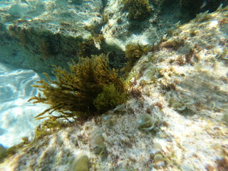 Unterwasser tauchen im Meer mit Actioncam