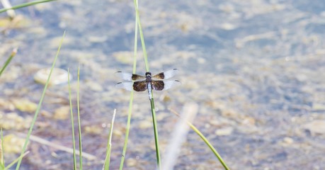 Widow Skimmer Dragonfly (Libellula luctuosa) Perched on a Small Stick in Colorado