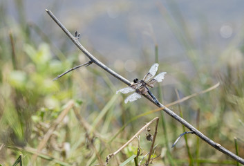 Tattered Winged Widow Skimmer Dragonfly (Libellula luctuosa) Perched on a Small Stick in Colorado