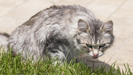 Fototapeta na wymiar Grey cat in a garden. Hypoallergenic pet of livestock, siberian breed female licking lips
